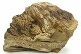Petrified Wood Candle Holder - Madagascar #378847-2